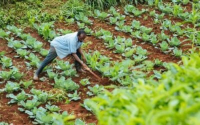 Acumen Closes $58 Million Impact Fund, the First to Drive Climate Adaptation for Smallholder Farmers
